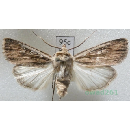 Euxoa aquilina (Denis & Schiffermüller, 1775) Czech95c